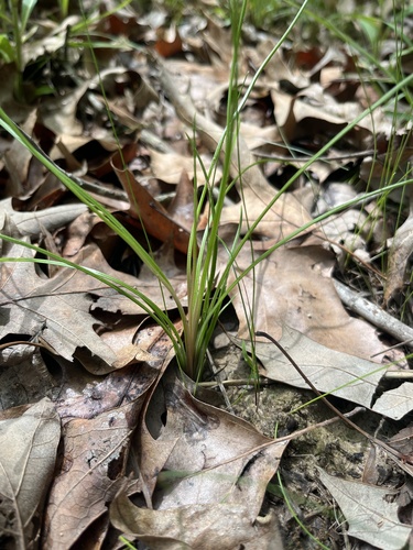 Isoetes melanopoda, 2026-05-02