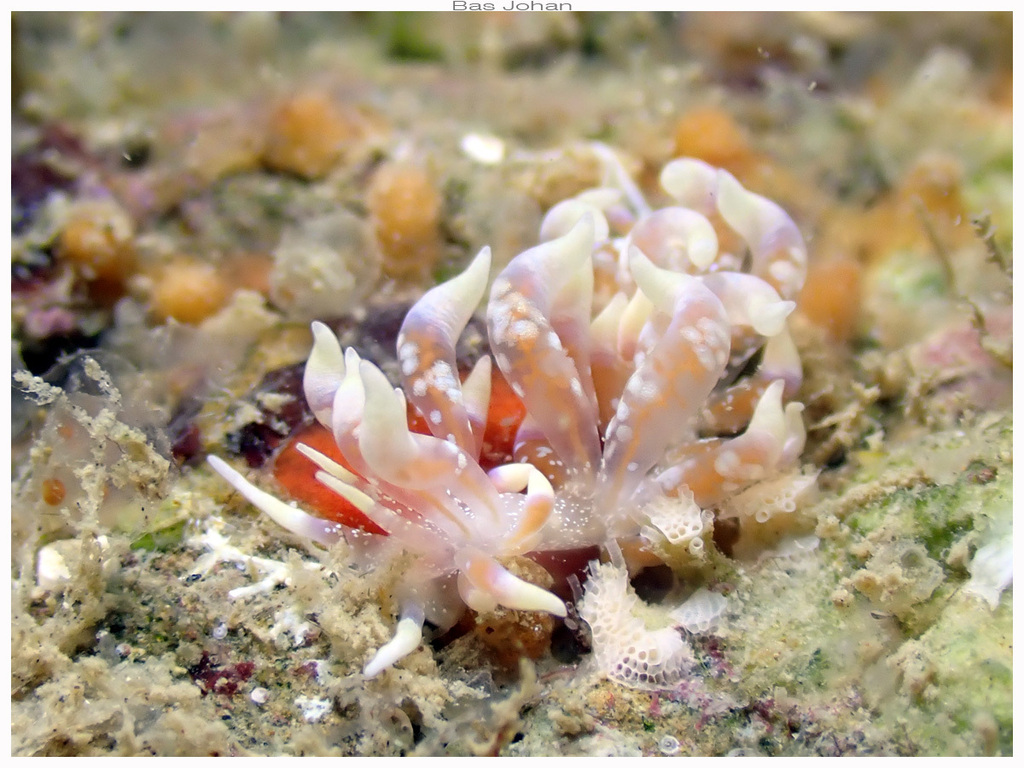 Poindimie's Phyllodesmium