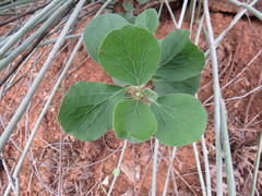 Jatropha neopauciflora