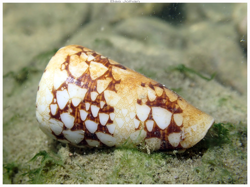 Conus ammiralis observed 2026-05-01