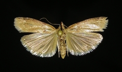 Sciota rubescentella