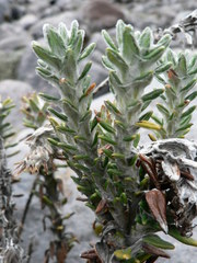 Lasiocephalus ovatus