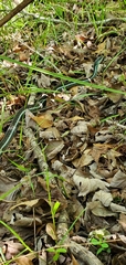 Thamnophis sirtalis similis