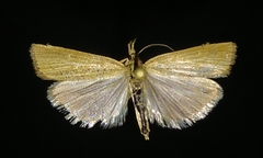 Pediasia dorsipunctellus