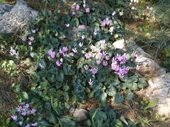 Cyclamen persicum