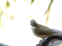 Turdus assimilis