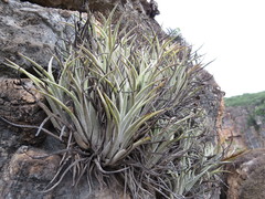 Tillandsia pueblensis