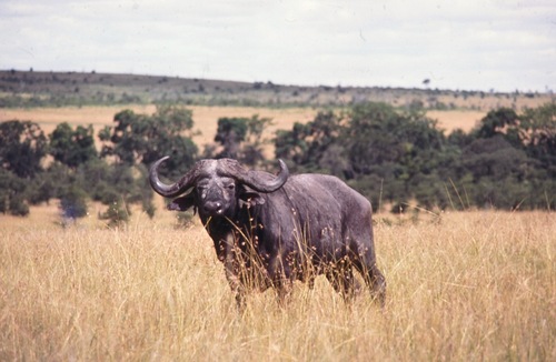 African Buffalo