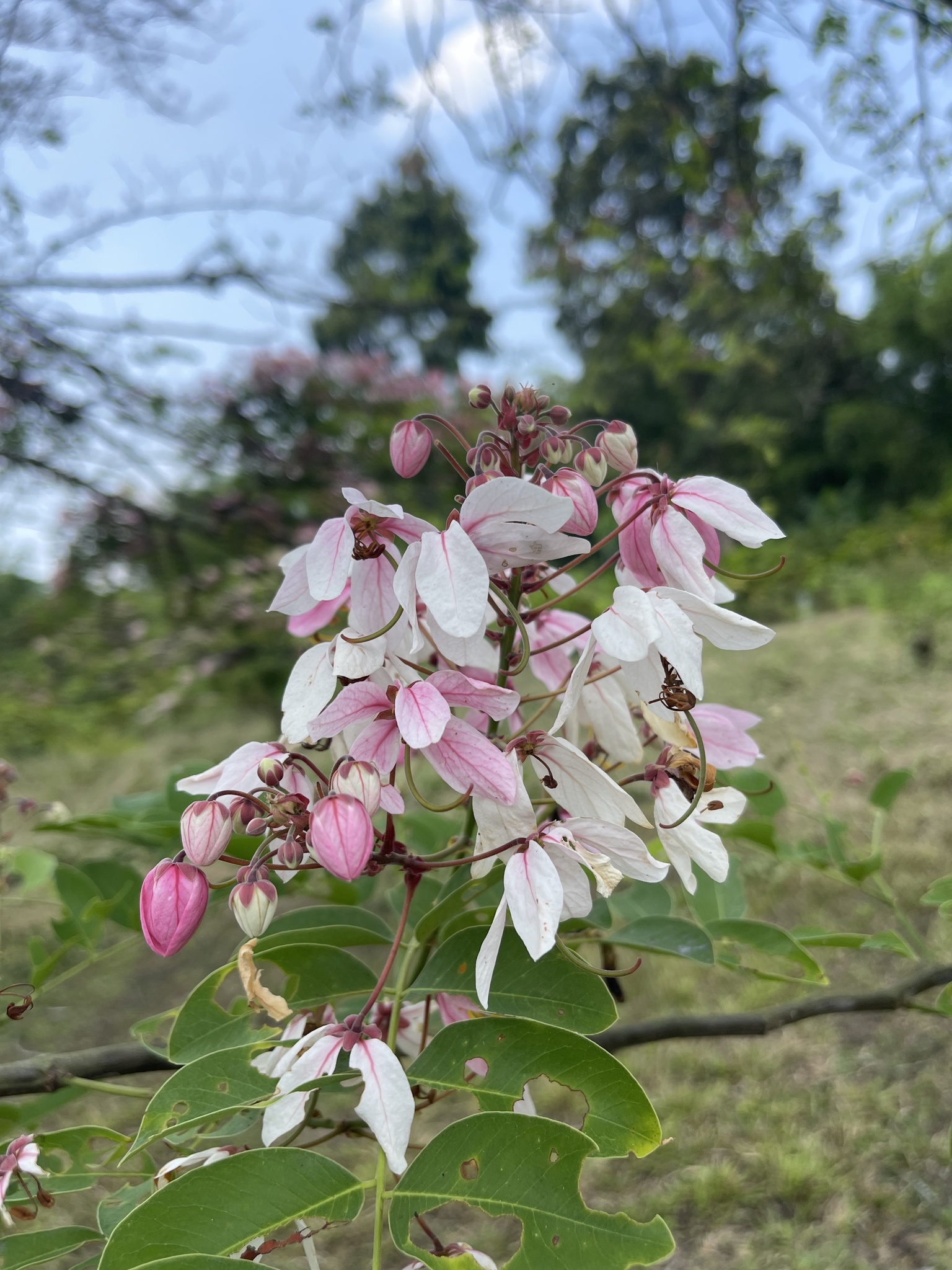 Cassia javanica (Cassia javanica)