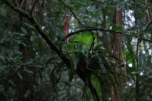 Vriesea incurvata, photograph 5