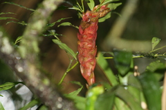 Vriesea incurvata, photograph (c) Ronaldo Pedrão, some rights reserved (CC BY)