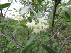 Funastrum pannosum