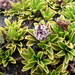 Valeriana alypifolia - Photo (c) Fabien Anthelme, algunos derechos reservados (CC BY-NC), subido por Fabien Anthelme