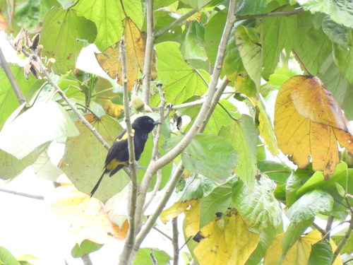 Puerto Rican Oriole (Icterus portoricensis), photo 2