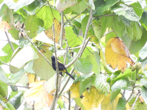 Puerto Rican Oriole (Icterus portoricensis)