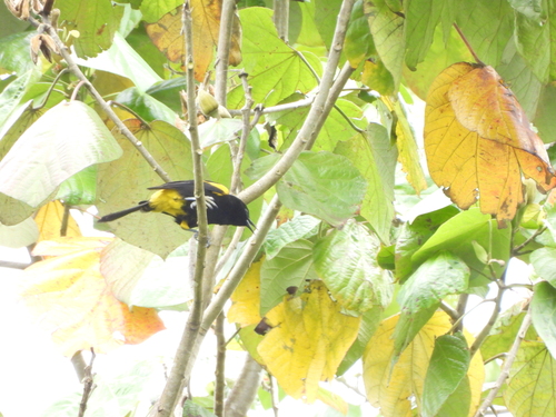 Puerto Rican Oriole (Icterus portoricensis), photo 9