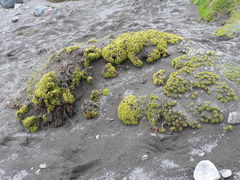 Valeriana alypifolia