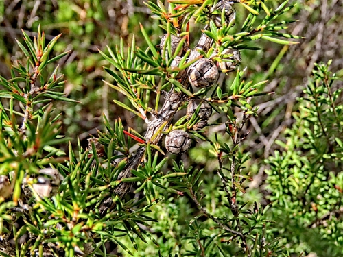 Leptospermum arachnoides, 2026-04-27
