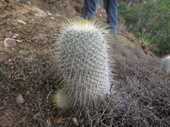 Mammillaria dixanthocentron