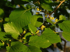 Morus microphylla