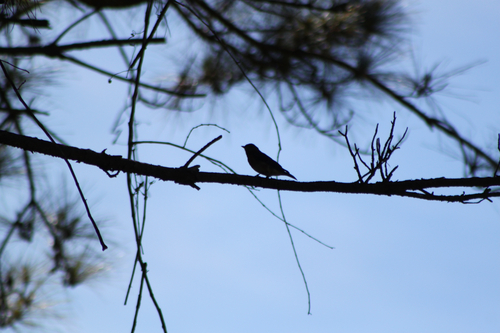 Eastern Bluebird photographed in Alabama