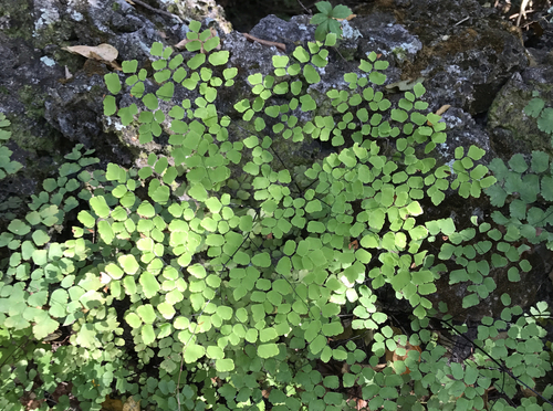 Adiantum tenerum