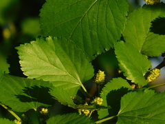 Morus microphylla