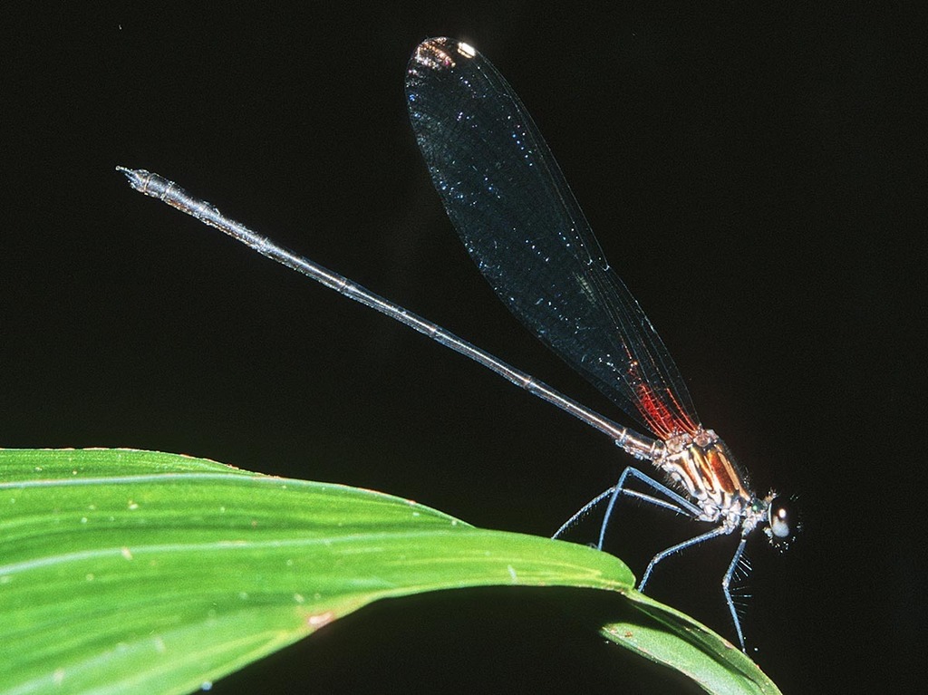 Hetaerina westfalli