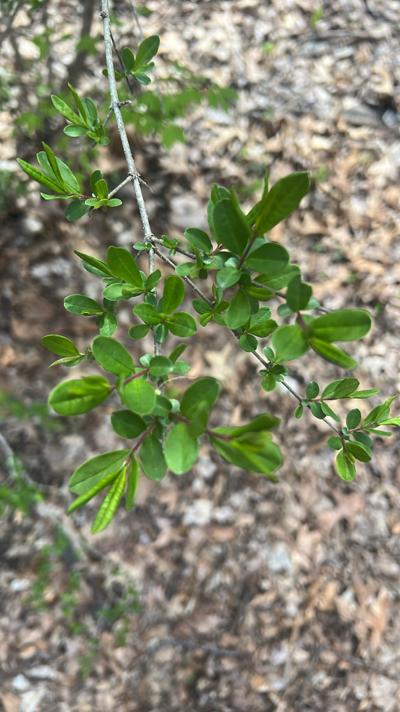 border privet