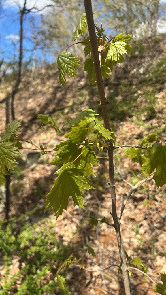 Norway maple