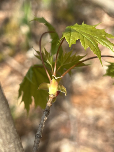 Norway maple