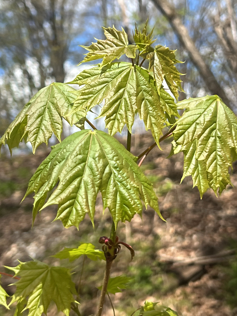 Norway maple
