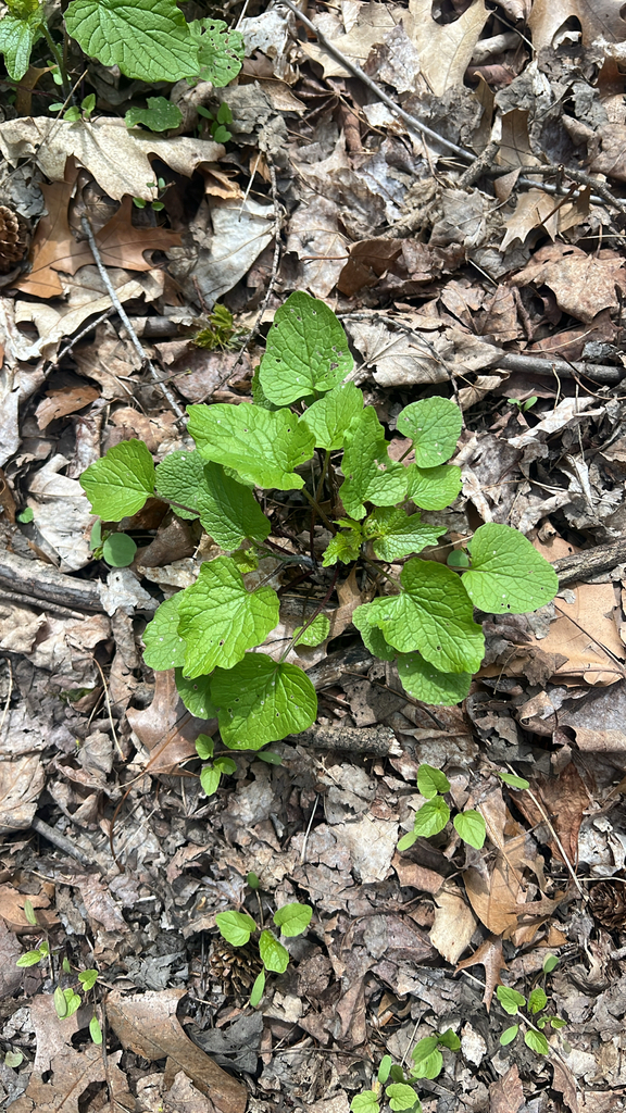 garlic mustard