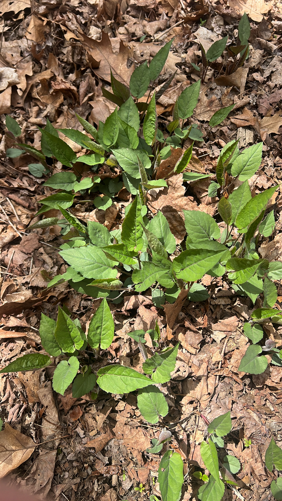 White Wood Aster