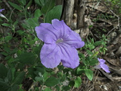 Ruellia hirsutoglandulosa