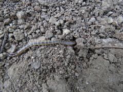 Arthrorhabdus pygmaeus