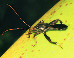 Spathophora biclavata