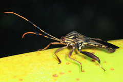 Spathophora biclavata