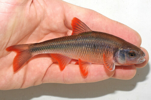 Common shiner (Luxilus cornutus) — Cyprinidae — 2