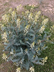 Astragalus oxyphysus