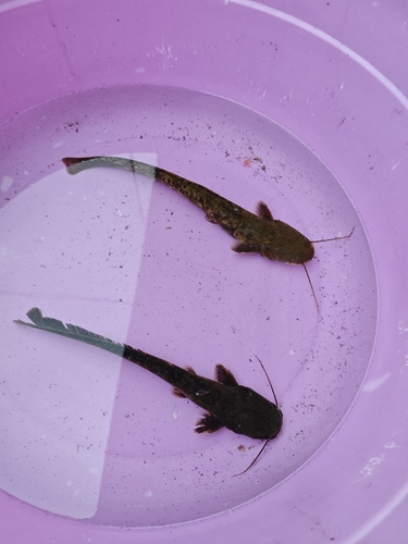 Amur Catfish