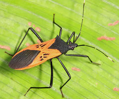 Leptoscelis limbativentris