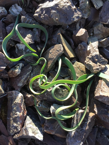 Scytheleaf Onion foliage
