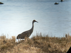 Antigone canadensis tabida