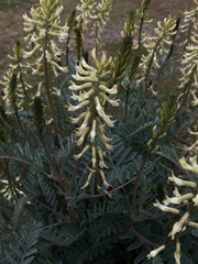 Astragalus oxyphysus