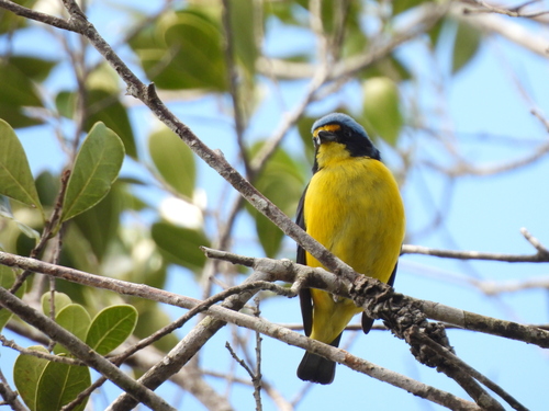 Puerto Rican Euphonia (Chlorophonia sclateri), photo 5