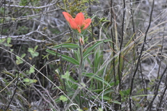Castilleja rigida