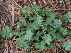 Stylophorum diphyllum