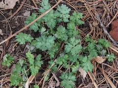 Stylophorum diphyllum