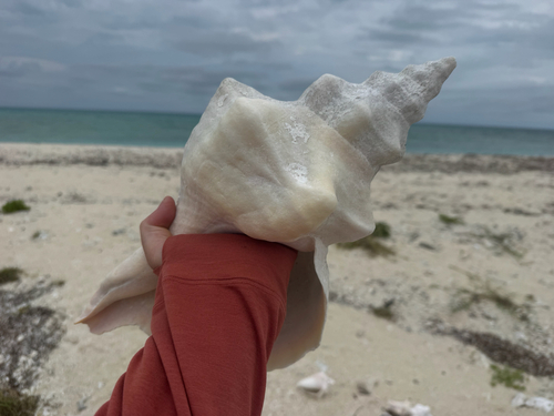 Triplofusus giganteus